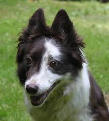 Maybe you would like to learn more about one of these? Ravensgate Border Collie Rescue Home Facebook