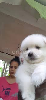Pomeranian boo dog prices are almost equal to traditional pomeranian dog prices. Lion Pomeranian Puppies Onaekak Lk The Best Classified Ads Websites In Sri Lanka