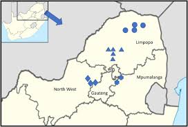 Image result for Ochna katangensis