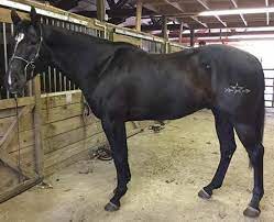 The roan the steer and the deer low country cowboys episode 6. Horse Brand Horse Brand Animal Aesthetic Horse Brands