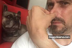 Dog Smells Like Fish When Scared Bad Stinks If Stressed
