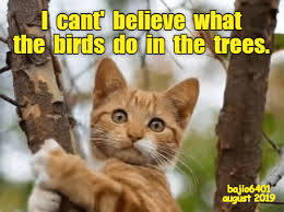 It's a free online image maker that allows you to add custom resizable text to images. Lolcats Trees Lol At Funny Cat Memes Funny Cat Pictures With Words On Them Lol Cat Memes Funny Cats Funny Cat Pictures With Words On