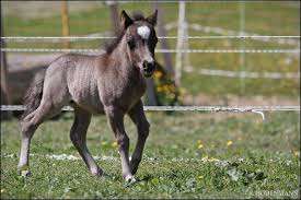 Moda, calzado, deco, muebles, electro, tecnología y colchones. Pferde Kaufen Falabella Pferd Schweiz Zucht Zum Verkauf El Travieso Falabella Bourbon