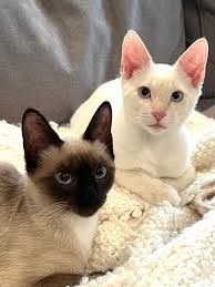 Elysia Morales's Instagram, Twitter & Facebook