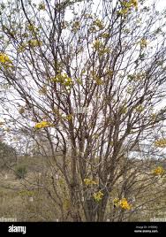 Image result for Senna singueana