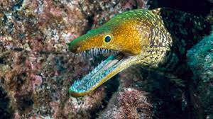Druid 2, sorcerer 2, wizard 2, components: Moray Eels Have A Second Jaw That Pulls Prey Into Their Throat Wfaa Com