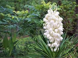You need not to worry as this problem can be easily solved by applying natural fertilizers and by providing sufficient water and sunlight to the plants. Blooms On Yucca Plants Why Won T My Yucca Plant Flower