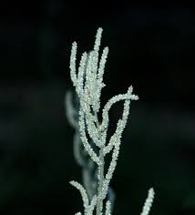 Image result for Aerva