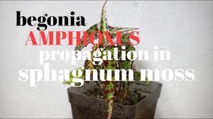 Begonia Propagation In Sphagnum Moss Begoniac Begoniapropagation Begoniabrigadiers Youtube Begonia Propagation Moss