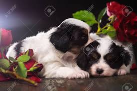 Wählen sie ihre nächste destination ! Pair Of Puppies In Flowers Stock Photo Picture And Royalty Free Image Image 87943667