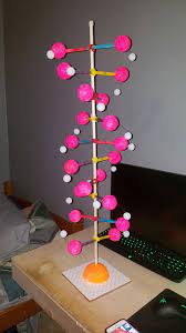 Making dna model using styrofoam beads. Pin On Dna 9th Grade Biology Project