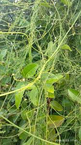 Image result for Cuscuta cassytoides