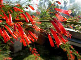Firecracker Fern Plants Russelia Equisetiformis Flowers