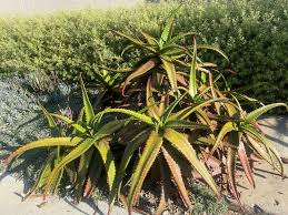 Image result for Aloe cameronii
