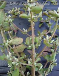 Image result for Nothosaerva