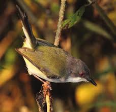 Kungwe Apalis Apalis [rufogularis] argentea: a summary