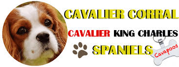 Maybe you would like to learn more about one of these? Cavalier Corral Cavalier King Charles Spaniels Akc Breeder