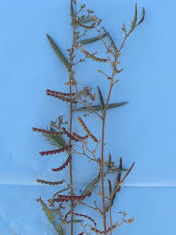 Image result for Aeschynomene tenuirama