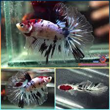 Live Betta Fish Male Multicolor Koi Rose Tail Halfmoon Hm 868 Betta Fish Betta Koi