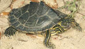This turtle has a large head, useful for crushing their mollusk prey. Barbour S Map Turtle