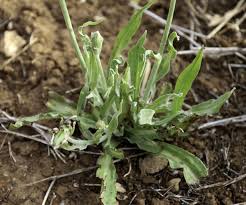 Image result for Pseudopodospermum hispanicum