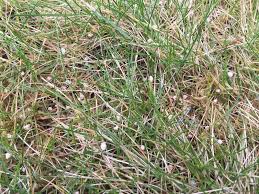 Diese portale bieteten dir verschiedenen testberichte aus den bereichen elektronik und haushalt sogar einige gesundheitsthemen werden dir an die hand gelegt. Wolf Garten 2 In 1 Unkrautvernichter Plus Rasendunger Rasenduenger De