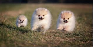 They are 12 weeks old and will make a good companion to you and your family. Pomeranian Puppies For Sale In Oklahoma Under 100 Teacup Pomeranian