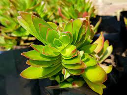 The pests and problems common to the plant group are minimal and usually easy to surmount. Crassula Capitella Campfire Plant World Of Succulents