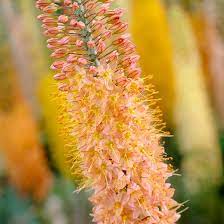 Maybe you would like to learn more about one of these? Cleopatra Foxtail Lily Eremurus High Country Gardens