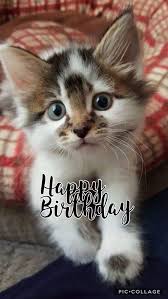 Happy Birthday Happy Birthday Cat Happy Birthday Animals Cat Birthday Memes
