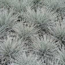 Festuca Glauca Elijah Blue Elijah Blue Fescue Grass F Cinerea F Ovina Glauca Blue Fescue Plant Images Low Water Gardening
