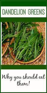 Later in the hot summer, they turn very bitter. 7 Best Dandelion Leaves Ideas Dandelion Recipes Dandelion Dandelion Leaves