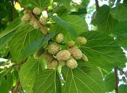 White Silkworm Mulberry Yalca Fruit Trees