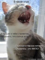 я пришел к тебе с приветом рассказать что солнце встало 5 Chasov Utra Ya Prishel K Tebe S Privetom Rasskazat Chto Solnce Vstalo Streskal Ya Tam Vse Kotlety Okazalos Eto Malo Kot Kote Kot