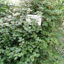 Image result for Heterotis rotundifolia