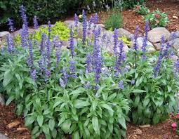 Image 1 Of Salvia Sage Seeds Victoria Blue Salvia Farinacea Beautiful Color Easy Care Salvia Plants Annual Plants Sage Seeds