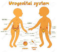 By unknown 1:01 pm 0 comments. Male And Female Urogenital System For Kids Vector Color Cartoon Royalty Free Cliparts Vectors And Stock Illustration Image 66719684
