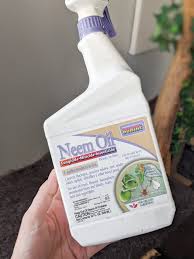 This homemade fungicide spray stops powdery mildew in its tracks. How To Clean Dusty Houseplant Leaves Using A Diy Leaf Shine