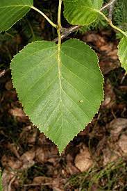 Maybe you would like to learn more about one of these? Virginia Tech Dendrology Fact Sheet