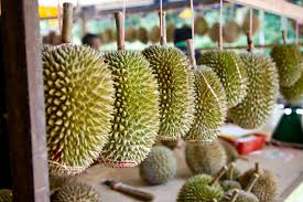 Malaysia's durian production is mainly consumed locally but a significant amount of good quality durian is exported to singapore with smaller amounts to thailand frozen durian pulp is exported to china. July 2017 Events Durians Comedy Music And Lights Expatgo