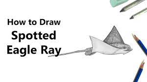 Make an outline for the head and the body of the eagle. How To Draw A Spotted Eagle Ray With Pencils Time Lapse Youtube