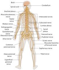 The human nervous system is an intricate network of nerves. The Nervous System Is The Sensory And Control Apparatus Consisting Of A Network Of Nerve Peripheral Nervous System Nervous System Diagram Human Nervous System