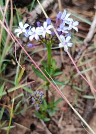 Image result for Pentanisia sykesii