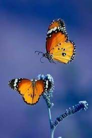 Pin De Jhony Caceres En Peperuda Mariposas De Colores De Oruga A Mariposa Fotos De Mariposas