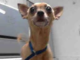 A4758841 I M An Approximately 6 Year Old Female Chihuahua Sh I Am Not Yet Spayed I Have Been At The Carson Animal Care Center Si Chihuahua Cat Adoption Pets