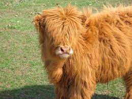Pin On Animals Cute Wallpaper