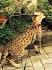 Savannah Kittens For Sale by Reputable Breeders | Pets4You