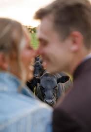 The most beautiful backyard wedding! Plus there were cows so that's a huge  win in my book 🤍 Evan & Jocelyn HMU: @beautybyscf Hair: @alexa.domyhair  Flowers: @theflowerstand716 Catering: familyaffaircatering Dress:  @brendababebridal Boots: @