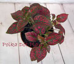 Water only when the first inch or so is dry to the touch, but don't let this plant dry out completely. Polka Dot Plant Care How To Grow Hypoestes Phyllostachya Indoors