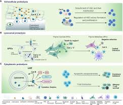 Animal cell that lacks lysosomes. Frontiers The Role Of Cysteine Peptidases In Hematopoietic Stem Cell Differentiation And Modulation Of Immune System Function Immunology
